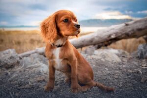 Navigating the Unexpected: Legal server encounters canine challenges in the line of duty.