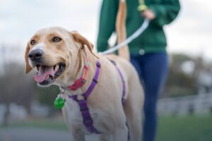 Building Bonds: Legal process server takes a moment to befriend the neighborhood dogs.